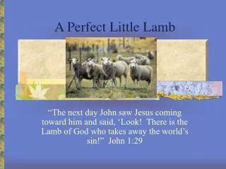A Perfect Little Lamb