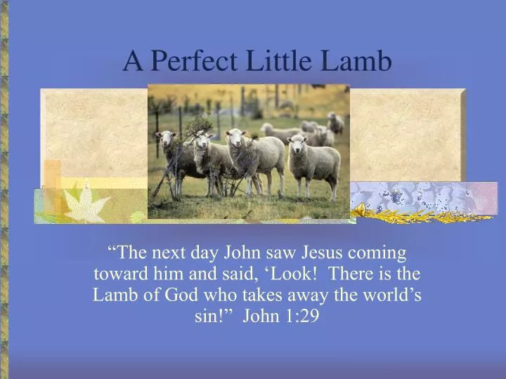 a perfect little lamb