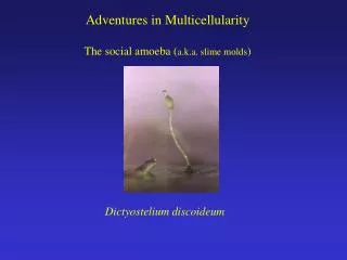 Adventures in Multicellularity The social amoeba ( a.k.a. slime molds )