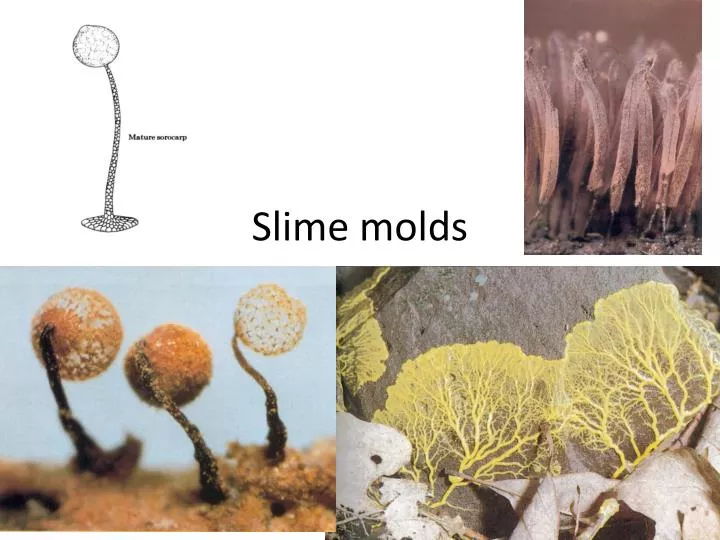 slime molds