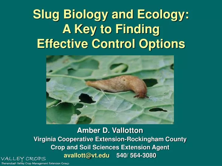 slug biology and ecology a key to finding effective control options
