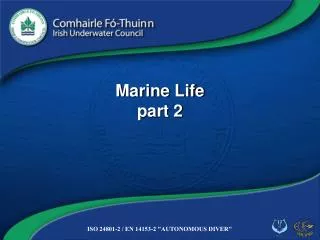 Marine Life part 2
