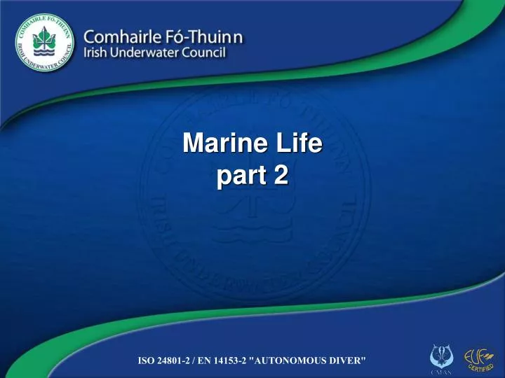 marine life part 2