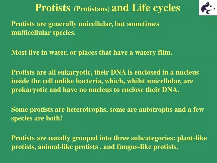 protists protistans and life cycles