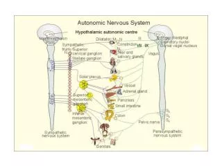 Azioni del Sistema Nervoso Autonomo sul Cuore Sede/Funzione		SNA Simpatico 		SNA Parasimpatico