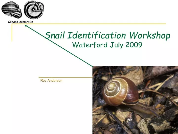 snail identification workshop waterford july 2009