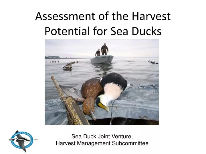 assessment of the harvest potential for sea ducks