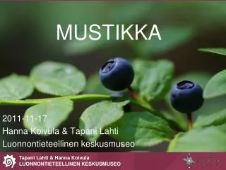 mustikka