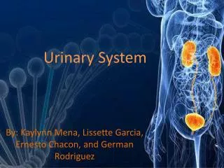Urinary Syste m