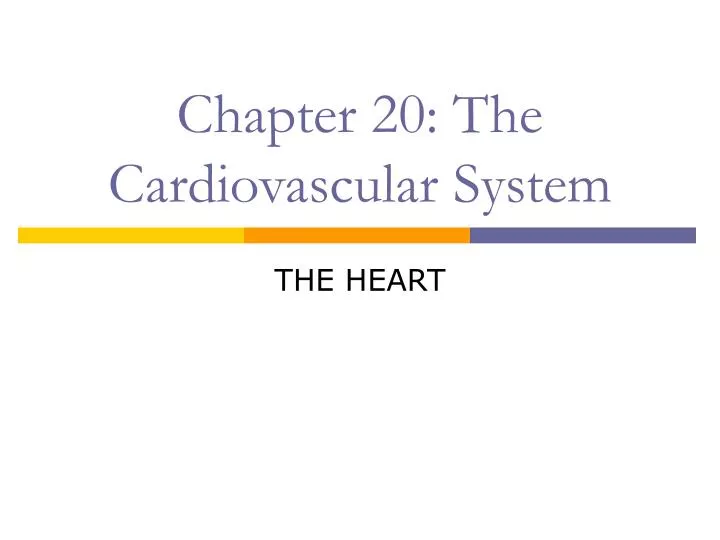 chapter 20 the cardiovascular system