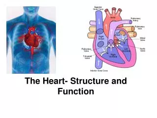 The Heart- Structure and Function