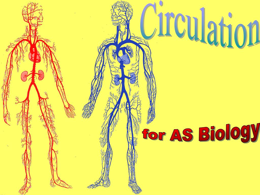 PPT - Circulation PowerPoint Presentation, free download - ID:4224947