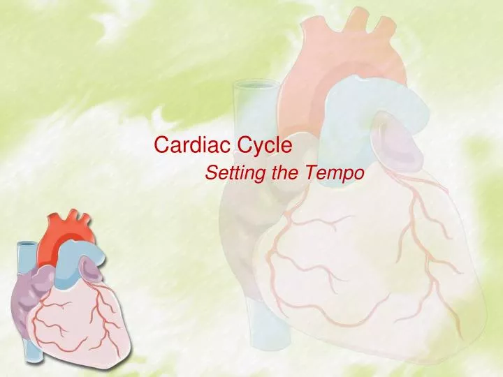 cardiac cycle setting the tempo