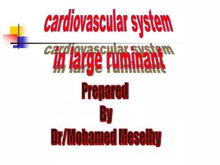 cardiovascular system in large ruminant