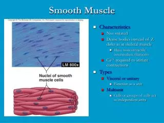 Smooth Muscle