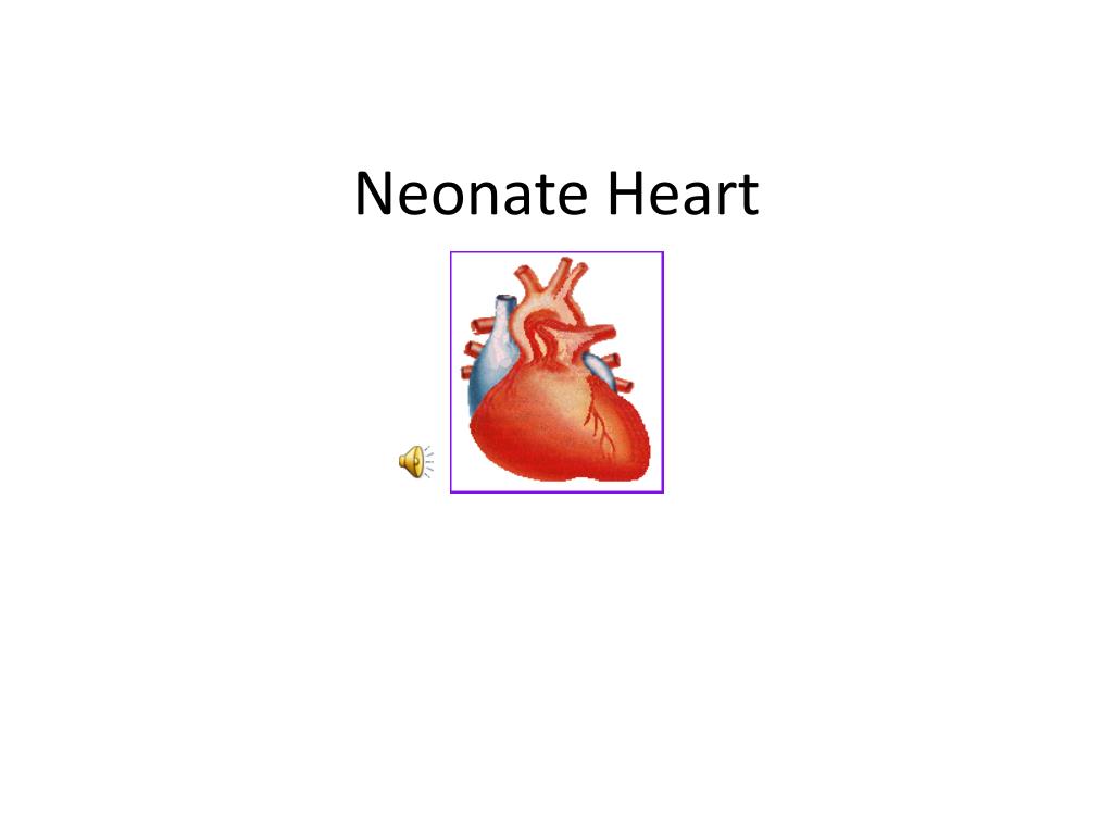 PPT - Neonate Heart PowerPoint Presentation, free download - ID:4225096