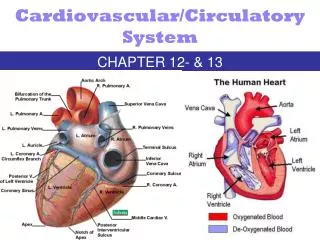 Cardiovascular/Circulatory System