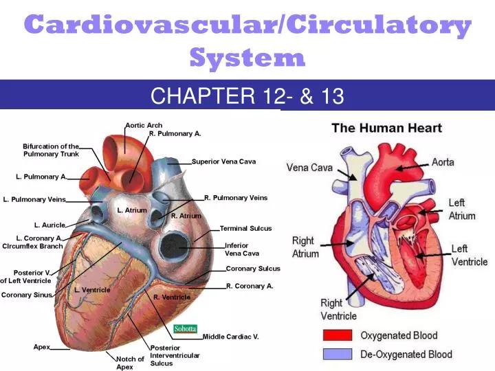 cardiovascular circulatory system