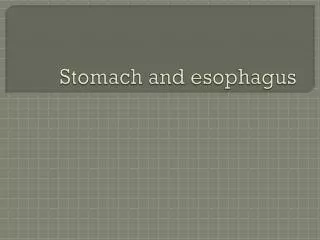Stomach and esophagus