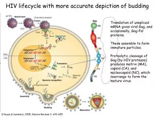 HIV lifecycle with more accurate depiction of budding