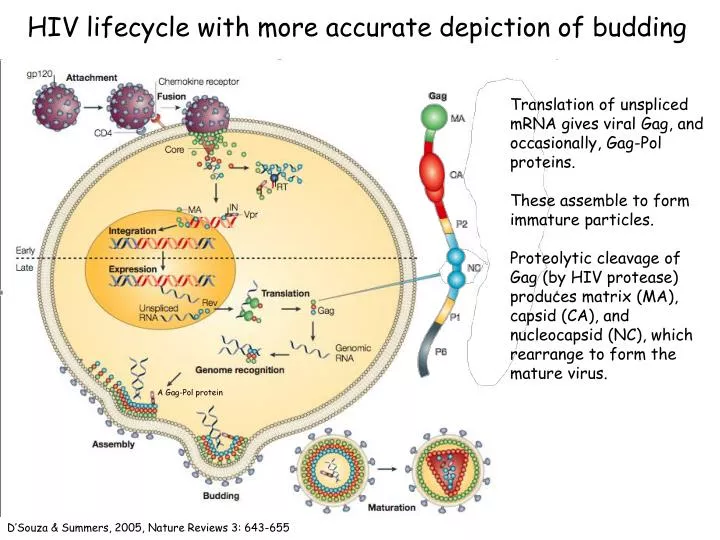 hiv lifecycle with more accurate depiction of budding
