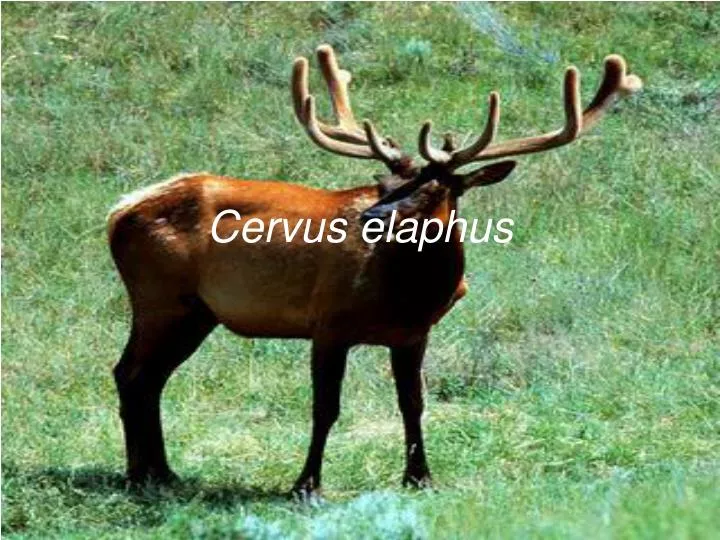 cervus elaphus