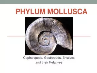 Phylum Mollusca