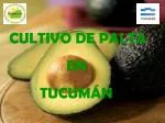 CULTIVO DE PALTA EN TUCUMÁN - slide 1