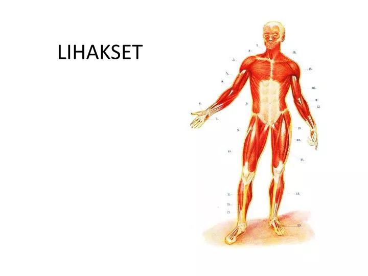 lihakset