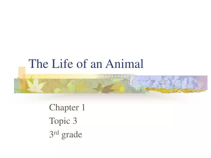 the life of an animal