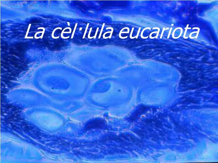 la c l lula eucariota