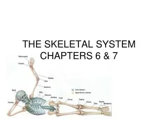 THE SKELETAL SYSTEM CHAPTERS 6 &amp; 7