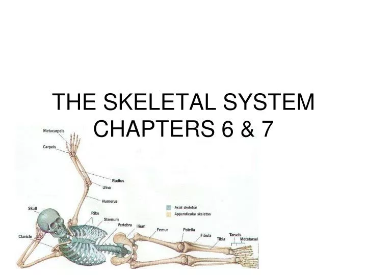 the skeletal system chapters 6 7