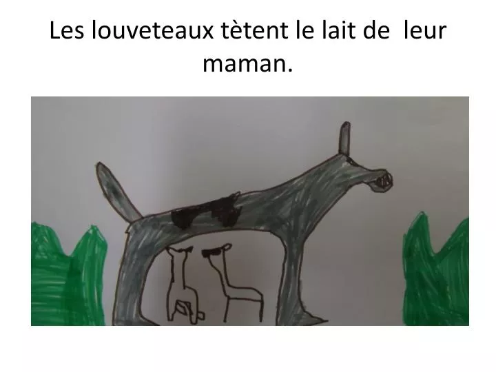 les louveteaux t tent le lait de leur maman