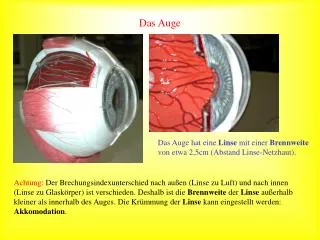 das auge