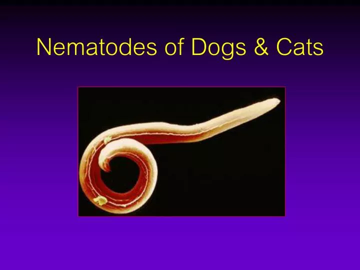 nematodes of dogs cats