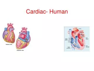 Cardiac- Human