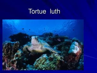 tortue luth