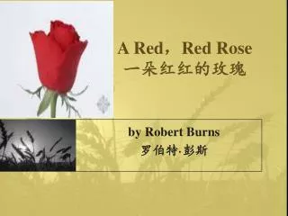 a red red rose