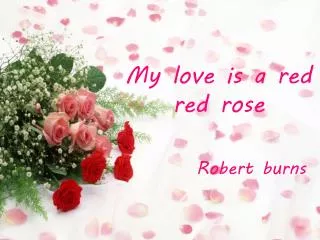 My love is a red red rose