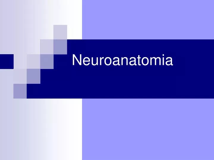 neuroanatomia