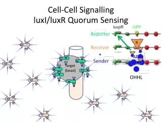 Cell-Cell Signalling