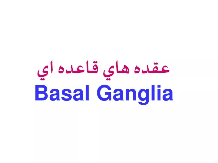 basal ganglia