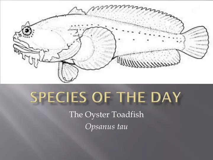 species of the day