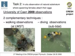 Task 2: In situ observation of natural substratum where spawning females attach their eggs