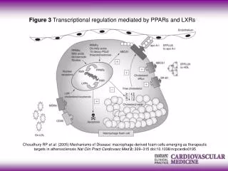 Figure 3 Transcriptional regulation mediated by PPARs and LXRs