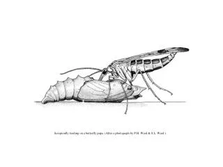 Scorpionfly feeding on a butterfly pupa. (After a photograph by P.H. Ward &amp; S.L. Ward.)