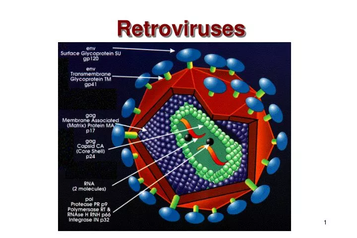 retroviruses