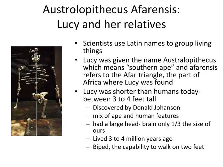 austrolopithecus afarensis lucy and her relatives
