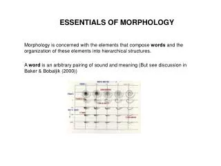 ESSENTIALS OF MORPHOLOGY